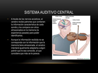El sistemaauditivo central estáformadopor:,[object Object],Las 30.000 neuronas que conforman el nervios auditivos y se encargan de transmitir los impulsos eléctricos al cerebro para su procesamiento.,[object Object],Los sectores de nuestro cerebro dedicados a la audición.,[object Object],SISTEMA AUDITIVO CENTRAL,[object Object]