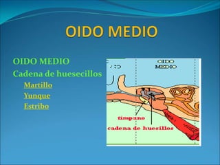 OIDO MEDIO
Cadena de huesecillos
Martillo
Yunque
Estribo
 