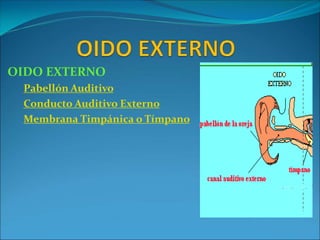 OIDO EXTERNO
Pabellón Auditivo
Conducto Auditivo Externo
Membrana Timpánica o Tímpano
 