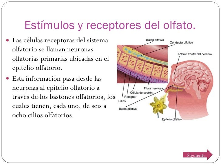 El sistema auditivo, olfatorio, gusto, tacto y dolor