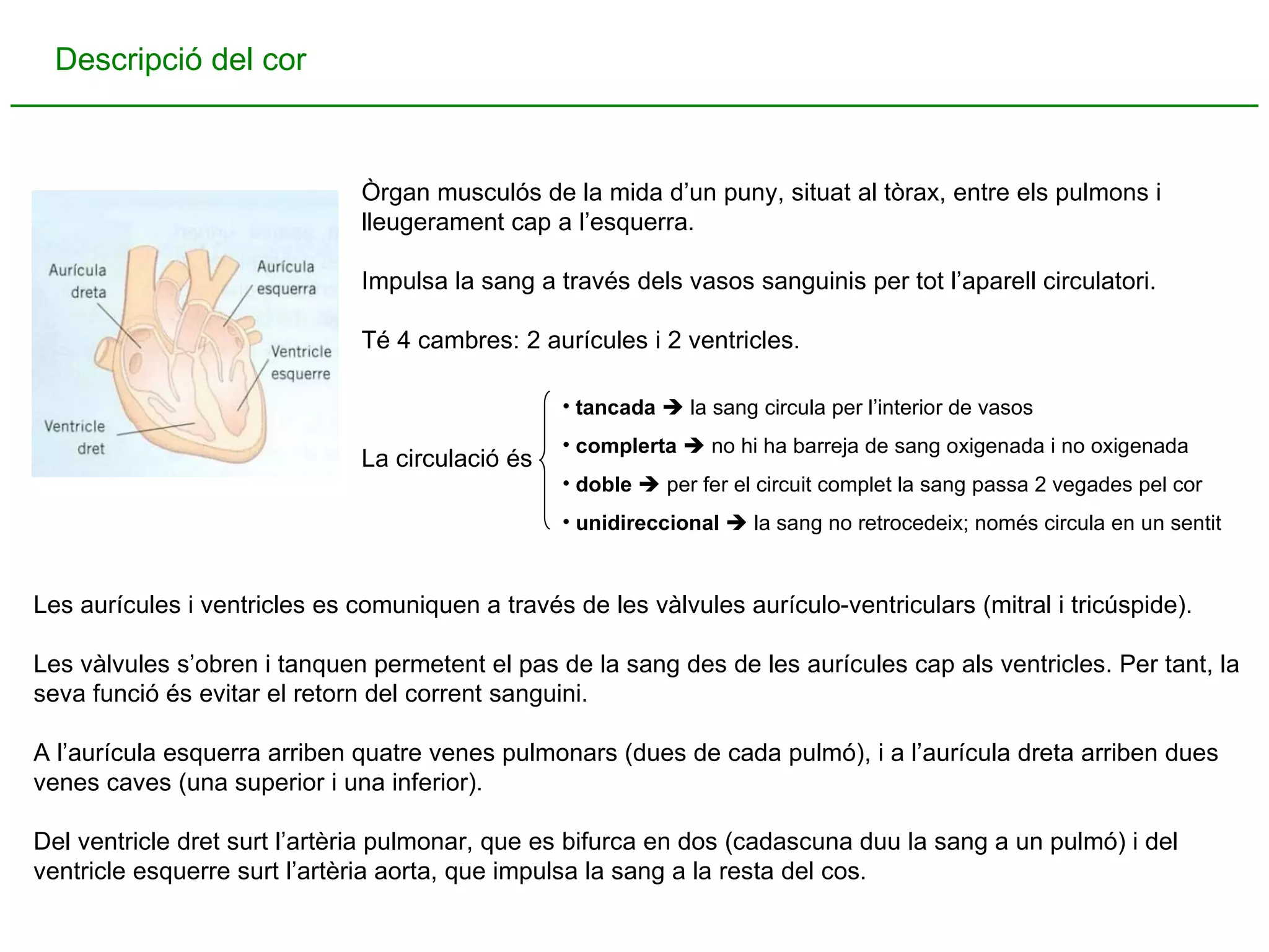 Descripció del cor Òrgan musculós de la mida d’un puny, situat al tòrax, entre els pulmons i lleugerament cap a l’esquerra. Impulsa la sang a través dels vasos sanguinis per tot l’aparell circulatori. Té 4 cambres: 2 aurícules i 2 ventricles. La circulació és tancada     la sang circula per l’interior de vasos complerta     no hi ha barreja de sang oxigenada i no oxigenada doble     per fer el circuit complet la sang passa 2 vegades pel cor unidireccional     la sang no retrocedeix; només circula en un sentit Les aurícules i ventricles es comuniquen a través de les vàlvules aurículo-ventriculars (mitral i tricúspide). Les vàlvules s’obren i tanquen permetent el pas de la sang des de les aurícules cap als ventricles. Per tant, la seva funció és evitar el retorn del corrent sanguini. A l’aurícula esquerra arriben quatre venes pulmonars (dues de cada pulmó), i a l’aurícula dreta arriben dues venes caves (una superior i una inferior). Del ventricle dret surt l’artèria pulmonar, que es bifurca en dos (cadascuna duu la sang a un pulmó) i del ventricle esquerre surt l’artèria aorta, que impulsa la sang a la resta del cos. 