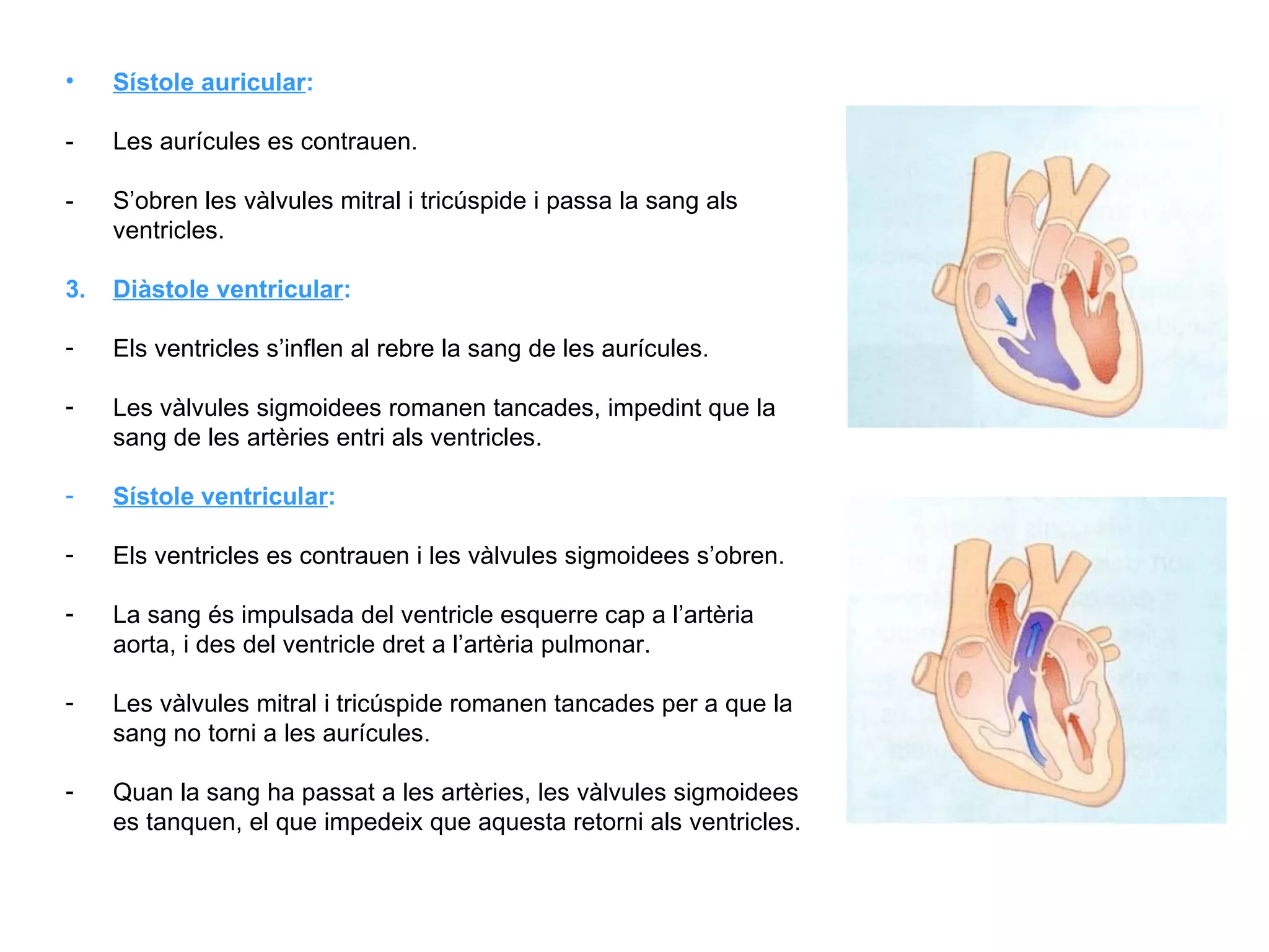 Sístole auricular :  - Les aurícules es contrauen. - S’obren les vàlvules mitral i tricúspide i passa la sang als ventricles. 3. Diàstole ventricular : Els ventricles s’inflen al rebre la sang de les aurícules. Les vàlvules sigmoidees romanen tancades, impedint que la sang de les artèries entri als ventricles. Sístole ventricular :  Els ventricles es contrauen i les vàlvules sigmoidees s’obren. La sang és impulsada del ventricle esquerre cap a l’artèria aorta, i des del ventricle dret a l’artèria pulmonar. Les vàlvules mitral i tricúspide romanen tancades per a que la sang no torni a les aurícules. Quan la sang ha passat a les artèries, les vàlvules sigmoidees es tanquen, el que impedeix que aquesta retorni als ventricles. 