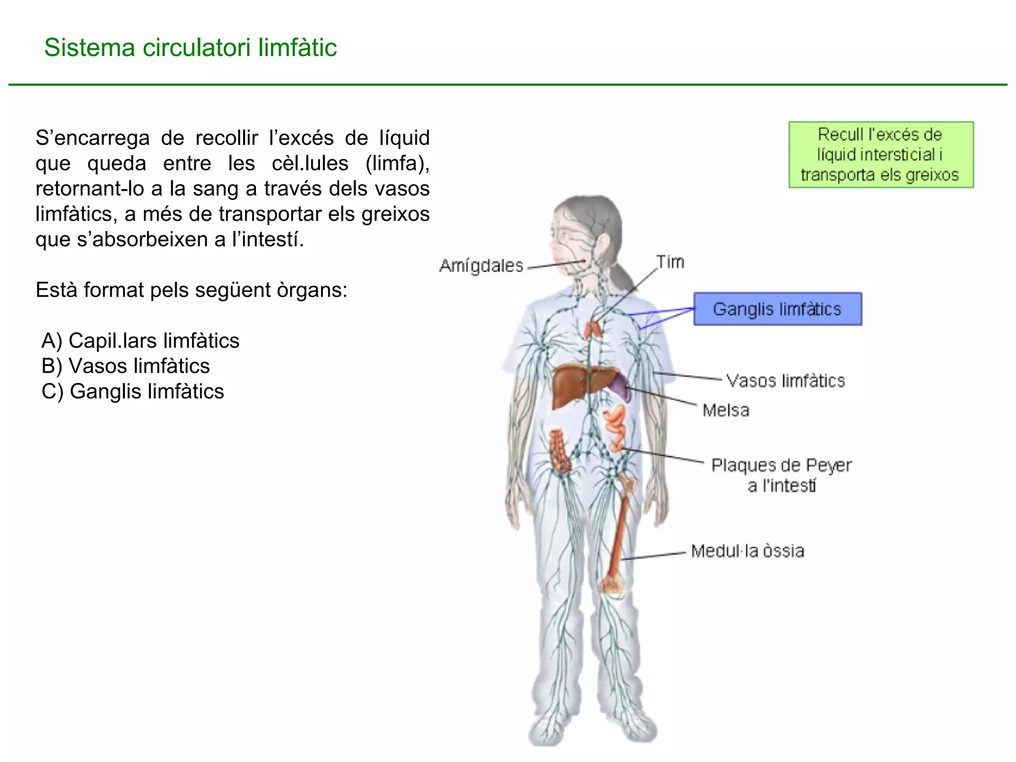 Sistema circulatori limfàtic S’encarrega de recollir l’excés de líquid que queda entre les cèl.lules (limfa), retornant-lo a la sang a través dels vasos limfàtics, a més de transportar els greixos que s’absorbeixen a l’intestí. Està format pels següent òrgans: A) Capil.lars limfàtics B) Vasos limfàtics C) Ganglis limfàtics 