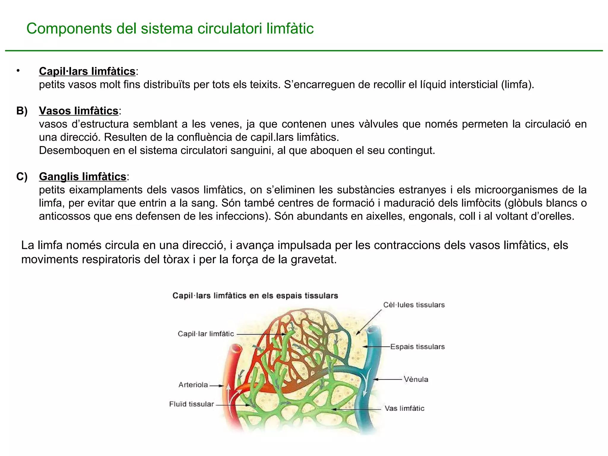 Components del sistema circulatori limfàtic Capil·lars limfàtics :  petits vasos molt fins distribuïts per tots els teixits. S’encarreguen de recollir el líquid intersticial (limfa). B)   Vasos limfàtics :  vasos d’estructura semblant a les venes, ja que contenen unes vàlvules que només permeten la circulació en una direcció. Resulten de la confluència de capil.lars limfàtics.  Desemboquen en el sistema circulatori sanguini, al que aboquen el seu contingut. C)  Ganglis limfàtics :  petits eixamplaments dels vasos limfàtics, on s’eliminen les substàncies estranyes i els microorganismes de la limfa, per evitar que entrin a la sang. Són també centres de formació i maduració dels limfòcits (glòbuls blancs o anticossos que ens defensen de les infeccions). Són abundants en aixelles, engonals, coll i al voltant d’orelles. La limfa només circula en una direcció, i avança impulsada per les contraccions dels vasos limfàtics, els moviments respiratoris del tòrax i per la força de la gravetat. 