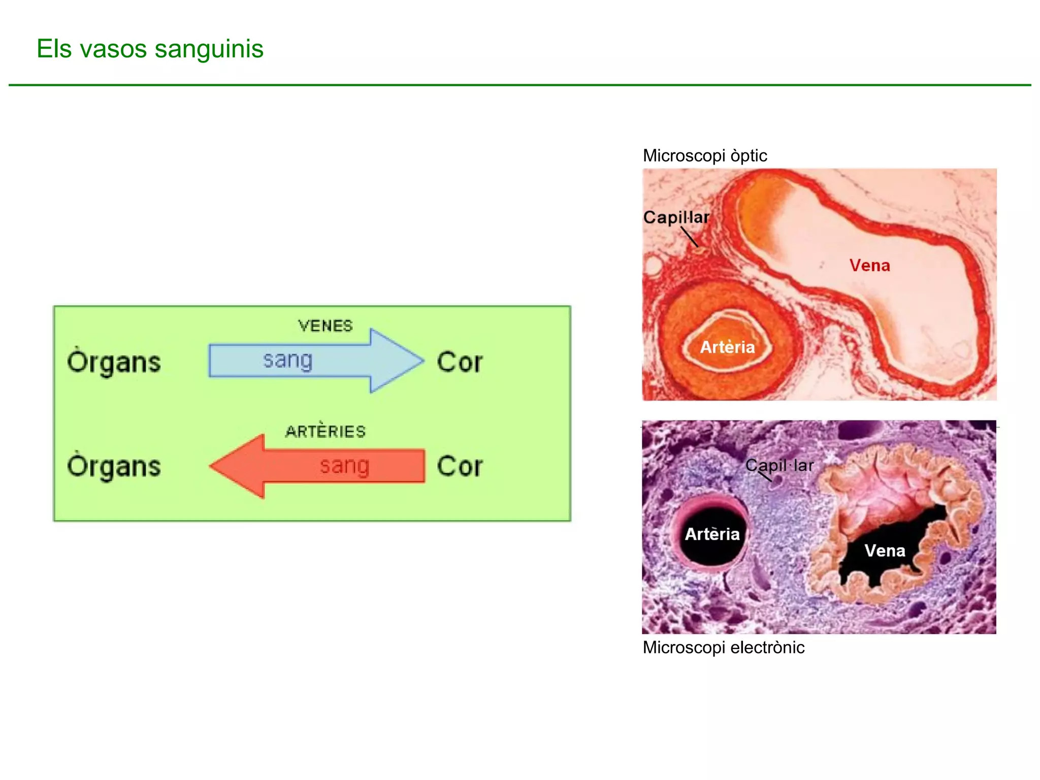 Els vasos sanguinis Microscopi òptic Microscopi electrònic 