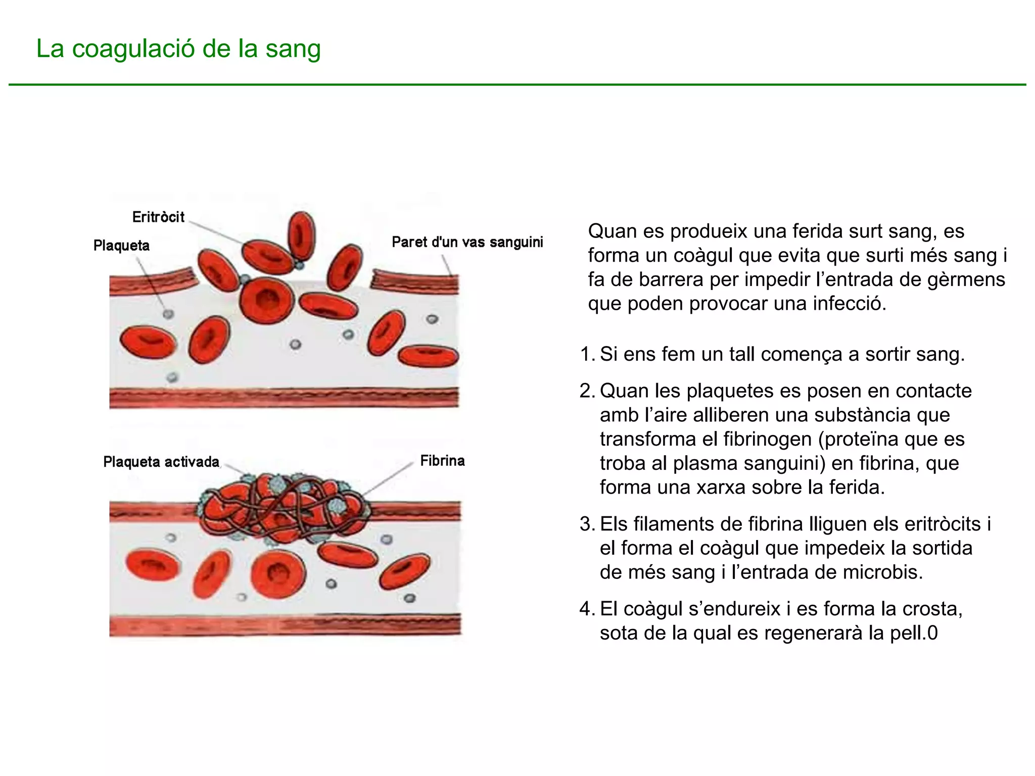 La coagulació de la sang Si ens fem un tall comença a sortir sang. Quan les plaquetes es posen en contacte amb l’aire alliberen una substància que transforma el fibrinogen (proteïna que es troba al plasma sanguini) en fibrina, que forma una xarxa sobre la ferida. Els filaments de fibrina lliguen els eritròcits i el forma el coàgul que impedeix la sortida de més sang i l’entrada de microbis. El coàgul s’endureix i es forma la crosta, sota de la qual es regenerarà la pell.0 Quan es produeix una ferida surt sang, es forma un coàgul que evita que surti més sang i fa de barrera per impedir l’entrada de gèrmens que poden provocar una infecció. 
