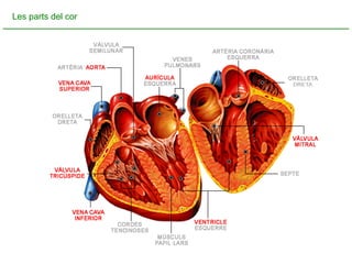 Les parts del cor 