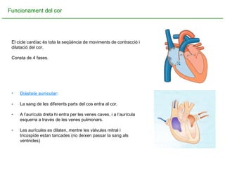 El cicle cardíac és tota la seqüència de moviments de contracció i dilatació del cor. Consta de 4 fases. Funcionament del cor Diàstole auricular : - La sang de les diferents parts del cos entra al cor. A l’aurícula dreta hi entra per les venes caves, i a l’aurícula esquerra a través de les venes pulmonars. Les aurícules es dilaten, mentre les vàlvules mitral i tricúspide estan tancades (no deixen passar la sang als ventricles) 