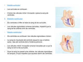 Sístole auricular :  - Les aurícules es contrauen. - S’obren les vàlvules mitral i tricúspide i passa la sang als ventricles. 3. Diàstole ventricular : Els ventricles s’inflen al rebre la sang de les aurícules. Les vàlvules sigmoidees romanen tancades, impedint que la sang de les artèries entri als ventricles. Sístole ventricular :  Els ventricles es contrauen i les vàlvules sigmoidees s’obren. La sang és impulsada del ventricle esquerre cap a l’artèria aorta, i des del ventricle dret a l’artèria pulmonar. Les vàlvules mitral i tricúspide romanen tancades per a que la sang no torni a les aurícules. Quan la sang ha passat a les artèries, les vàlvules sigmoidees es tanquen, el que impedeix que aquesta retorni als ventricles. 