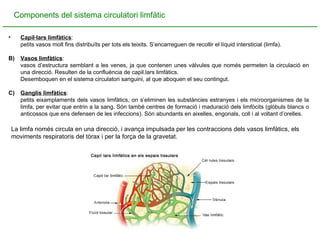Components del sistema circulatori limfàtic Capil·lars limfàtics :  petits vasos molt fins distribuïts per tots els teixits. S’encarreguen de recollir el líquid intersticial (limfa). B)   Vasos limfàtics :  vasos d’estructura semblant a les venes, ja que contenen unes vàlvules que només permeten la circulació en una direcció. Resulten de la confluència de capil.lars limfàtics.  Desemboquen en el sistema circulatori sanguini, al que aboquen el seu contingut. C)  Ganglis limfàtics :  petits eixamplaments dels vasos limfàtics, on s’eliminen les substàncies estranyes i els microorganismes de la limfa, per evitar que entrin a la sang. Són també centres de formació i maduració dels limfòcits (glòbuls blancs o anticossos que ens defensen de les infeccions). Són abundants en aixelles, engonals, coll i al voltant d’orelles. La limfa només circula en una direcció, i avança impulsada per les contraccions dels vasos limfàtics, els moviments respiratoris del tòrax i per la força de la gravetat. 