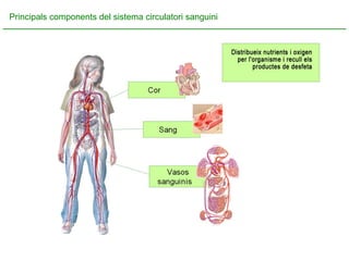 Principals components del sistema circulatori sanguini 