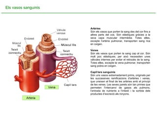 Els vasos sanguinis Artèries Són els vasos que porten la sang des del cor fins a altres parts del cos. Són elàstiques gràcies a la seva capa muscular intermèdia. Totes elles, excepte l’artèria pulmonar, transporten sang rica en oxigen.  Venes Són els vasos que porten la sang cap al cor. Són molt poc elàstiques; per això necessiten unes vàlvules internes per evitar el retrocés de la sang. Totes elles, excepte la vena pulmonar, transporten sang pobra en oxigen. Capil·lars sanguinis   Són uns vasos extremadament prims, originats per les successives ramificacions d’artèries i venes, que uneixen el final de les artèries amb el principi de les venes. Les seves parets són tan primes que permeten l’intercanvi de gasos als pulmons, l’entrada de nutrients a l’intestí i la sortida dels productes d’excreció als ronyons.  