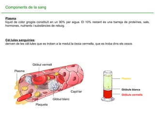 Components de la sang Plasma :  líquid de color grogós constituït en un 90% per aigua. El 10% restant és una barreja de proteïnes, sals, hormones, nutrients i substàncies de rebuig. Cèl.lules sanguínies :  deriven de les cèl.lules que es troben a la medul.la òssia vermella, que es troba dins els ossos Glòbuls blancs Glòbuls vermells Plasma Glòbul vermell Plasma Plaqueta Glòbul blanc Capil·lar 