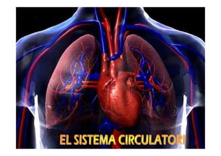 El sistema circulatori