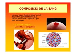 COMPOSICIÓ DE LA SANG
• La sang és un líquid de color vermell i
de gust lleugerament salat, que
circula pels vasos sanguinis i que
està format per:
– El plasma sanguini
– Les cèl·lules sanguínies
 