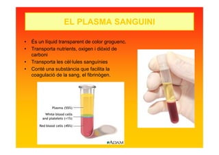 EL PLASMA SANGUINI
• És un líquid transparent de color groguenc.
• Transporta nutrients, oxigen i diòxid de
carboni
• Transporta les cèl·lules sanguínies
• Conté una substància que facilita la
coagulació de la sang, el fibrinògen.
 