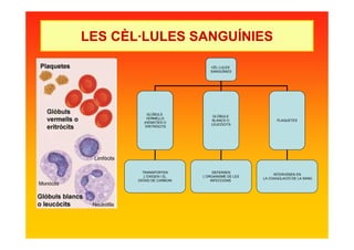 CÈL·LULES
SANGUÍNIES
GLÒBULS
VERMELLS
(HEMATIES O
ERITRÒCITS
GLÒBULS
BLANCS O
LEUCÒCITS
TRANSPORTEN
L’OXIGEN I EL
DIÒXID DE CARBONI
DEFENSEN
L’ORGANISME DE LES
INFECCIONS
PLAQUETES
INTERVENEN EN
LA COAGULACIÓ DE LA SANG
LES CÈL·LULES SANGUÍNIES
 