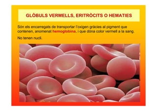 GLÒBULS VERMELLS, ERITRÒCITS O HEMATIES
Són els encarregats de transportar l’oxigen gràcies al pigment que
contenen, anomenat hemoglobina, i que dóna color vermell a la sang.
No tenen nucli.
 