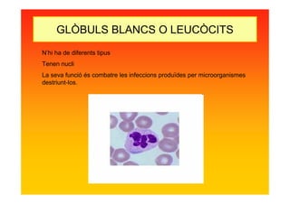 GLÒBULS BLANCS O LEUCÒCITS
N’hi ha de diferents tipus
Tenen nucli
La seva funció és combatre les infeccions produïdes per microorganismes
destriunt-los.
 