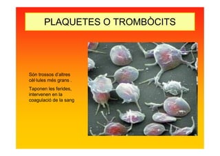 PLAQUETES O TROMBÒCITS
Són trossos d’altres
cèl·lules més grans .
Taponen les ferides,
intervenen en la
coagulació de la sang
 