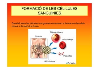 Gairebé totes les cèl·lules sanguínies comencen a formar-se dins dels
ossos, a la medul·la òssia
FORMACIÓ DE LES CÈL·LULES
SANGUÍNIES
 