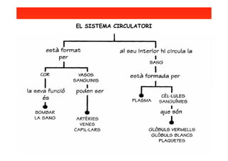 EL SISTEMA CIRCULATORI
 