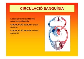CIRCULACIÓ SANGUÍNIA
La sang circula realitza dos
recorreguts diferents:
CIRCULACIÓ MAJOR o circuit
general.
CIRCULACIÓ MENOR o circuit
pulmonar
 