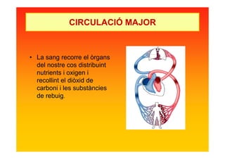 CIRCULACIÓ MAJOR
• La sang recorre el òrgans
del nostre cos distribuint
nutrients i oxigen i
recollint el diòxid de
carboni i les substàncies
de rebuig.
 