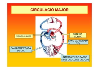 V.E.
A.D.
ARTÈRIA
AORTAVENES CAVES
SANG CARREGADA
DE CO2
SANG CARREGADA
D’O2
INTERCANVI DE GASOS
A LES CÈL·LULES DEL COS
CIRCULACIÓ MAJOR
 