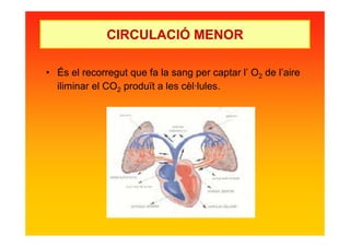 • És el recorregut que fa la sang per captar l’ O2 de l’aire
iliminar el CO2 produït a les cèl·lules.
CIRCULACIÓ MENOR
 