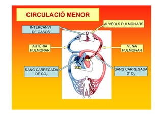V.D.
ARTÈRIA
PULMONAR
VENA
PULMONAR
SANG CARREGADA
DE CO2
SANG CARREGADA
D’ O2
ALVÈOLS PULMONARS
INTERCANVI
DE GASOS
A.E.
CIRCULACIÓ MENOR
 