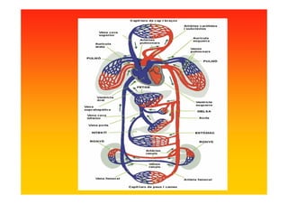 El sistema circulatori