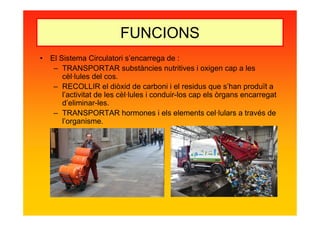 FUNCIONS
• El Sistema Circulatori s’encarrega de :
– TRANSPORTAR substàncies nutritives i oxigen cap a les
cèl·lules del cos.
– RECOLLIR el diòxid de carboni i el residus que s’han produït a
l’activitat de les cèl·lules i conduir-los cap els òrgans encarregat
d’eliminar-les.
– TRANSPORTAR hormones i els elements cel·lulars a través de
l’organisme.
 