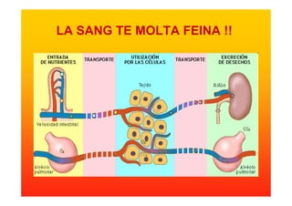 LA SANG TE MOLTA FEINA !!
 