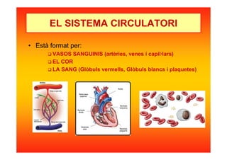 EL SISTEMA CIRCULATORI
• Està format per:
VASOS SANGUINIS (artèries, venes i capil·lars)
EL COR
LA SANG (Glòbuls vermells, Glòbuls blancs i plaquetes)
 