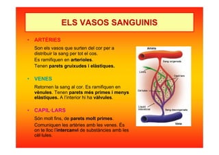 ELS VASOS SANGUINIS
• ARTÈRIES
Son els vasos que surten del cor per a
distribuir la sang per tot el cos.
Es ramifiquen en arterioles.
Tenen parets gruixudes i elàstiques.
• VENES
Retornen la sang al cor. Es ramifiquen en
vènules. Tenen parets més primes i menys
elàstiques. A l’interior hi ha vàlvules.
• CAPIL·LARS
Són molt fins, de parets molt primes.
Comuniquen les artèries amb les venes. És
on te lloc l’intercanvi de substàncies amb les
cèl·lules.
 