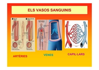 ARTÈRIES VENES CAPIL·LARS
ELS VASOS SANGUINIS
 