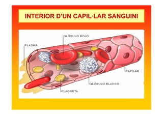 INTERIOR D’UN CAPIL·LAR SANGUINI
 