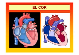 EL COR
 