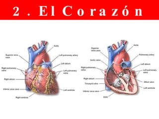 2. El Corazón 