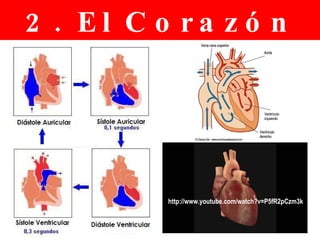 2. El Corazón http://www.youtube.com/watch?v=P5fR2pCzm3k 