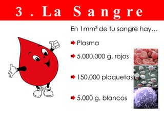 En 1mm  de tu sangre hay… Plasma 5.000.000 g. rojos 150.000 plaquetas 5.000 g. blancos 3. La Sangre 3 
