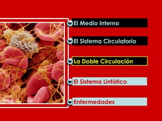 El Sistema Circulatorio La Doble Circulación El Sistema Linfático Enfermedades La Doble Circulación El Medio Interno 