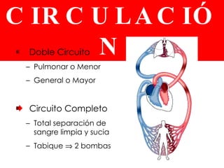 LA DOBLE CIRCULACIÓN Doble Circuito Pulmonar o Menor General o Mayor Circuito Completo Total separación de sangre limpia y sucia Tabique    2 bombas 