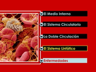 El Sistema Circulatorio La Doble Circulación El Sistema Linfático Enfermedades El Sistema Linfático El Medio Interno 