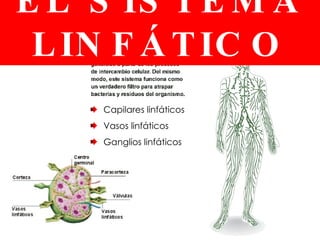 EL SISTEMA LINFÁTICO Capilares linfáticos Vasos linfáticos Ganglios linfáticos 