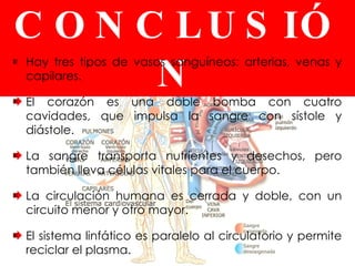 EN CONCLUSIÓN Hay tres tipos de vasos sanguíneos: arterias, venas y capilares. El corazón es una doble bomba con cuatro cavidades, que impulsa la sangre con sístole y diástole. La sangre transporta nutrientes y desechos, pero también lleva células vitales para el cuerpo. La circulación humana es cerrada y doble, con un circuito menor y otro mayor. El sistema linfático es paralelo al circulatorio y permite reciclar el plasma. 
