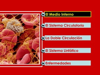 La Doble Circulación El Sistema Linfático Enfermedades El Sistema Circulatorio El Medio Interno El Medio Interno 