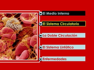 El Sistema Circulatorio La Doble Circulación El Sistema Linfático Enfermedades El Sistema Circulatorio El Medio Interno 
