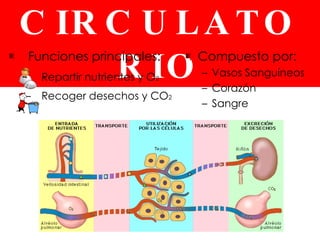 EL SISTEMA CIRCULATORIO Funciones principales: Repartir nutrientes y O 2 Recoger desechos y CO 2 Compuesto por: Vasos Sanguíneos Corazón Sangre 